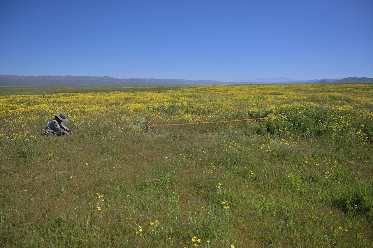 A NASA scientist works in a grassy field with a large patch of yellow wildflowers in the distance.