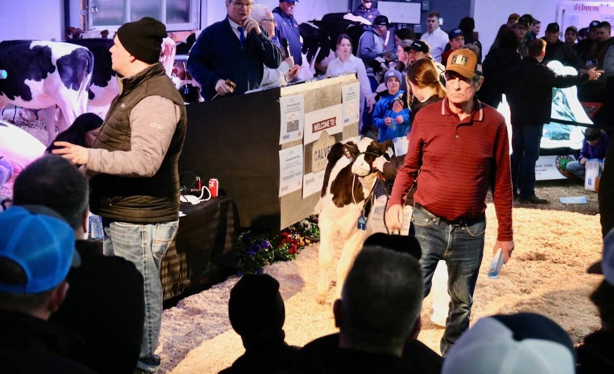 The Calves for a Cause auction raises funds for the London Hospital Foundation. Photo: File