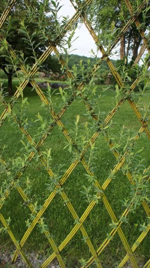 Living Plant Fence Living Plant Fence
