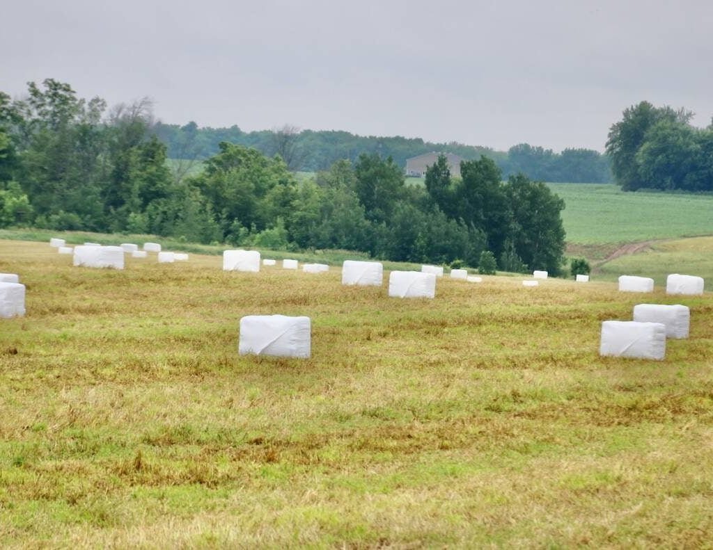 Hay bales wrapped in white plastic in Ontario. Photo: John Greig