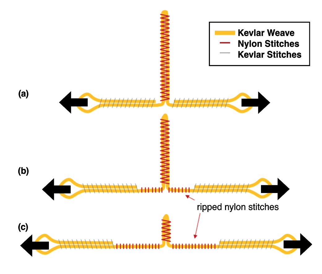 Depiction of EM extension during stroking from a tensile force applied at the blue arrows with (a) an unextended EM, (b) a partially extended EM, and (c) a fully extended EM