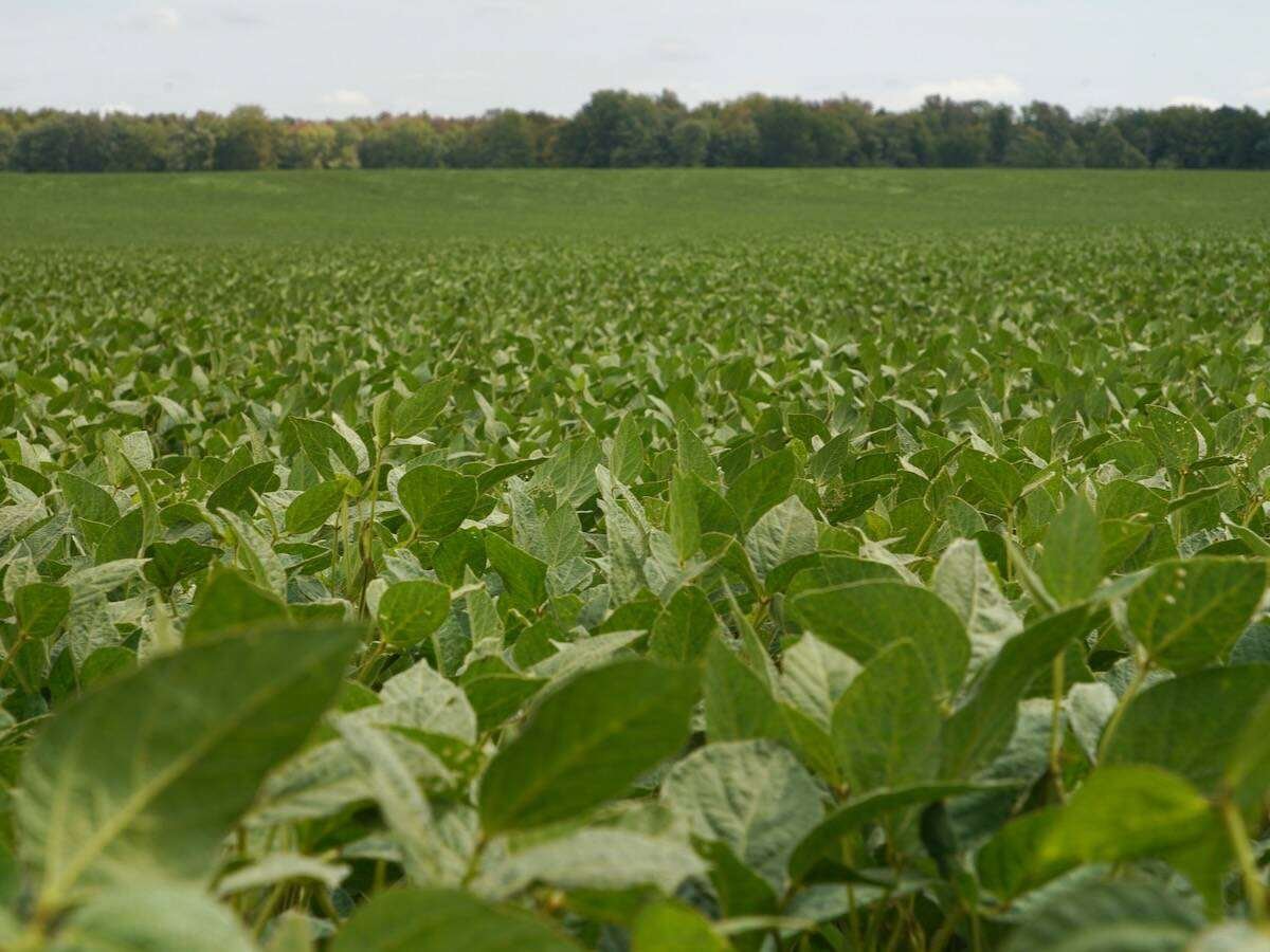 Keep in mind that soybean varieties today are more robust and branch more than their predecessors of decades past. Photo: John Greig