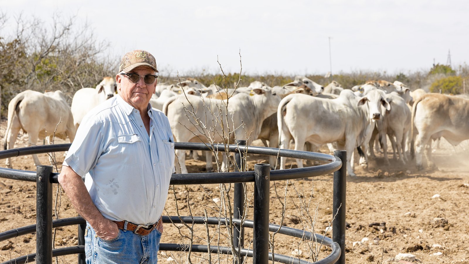 A man wearing sunglasses and a baseball cap smiles slightly at the camera, standing next to a pen of white cows with humps