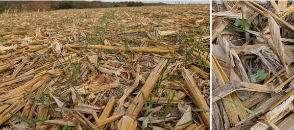 Seven species cover crop