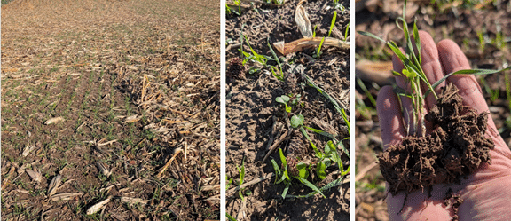 Seven species cover crop 2