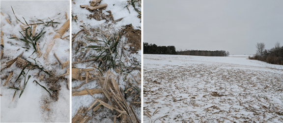 Seven Species cover crop under snow