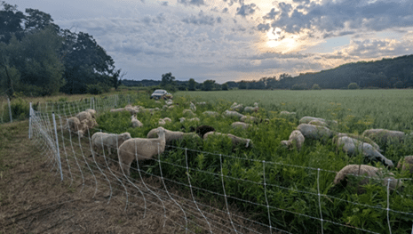 Sheep cover crop 1