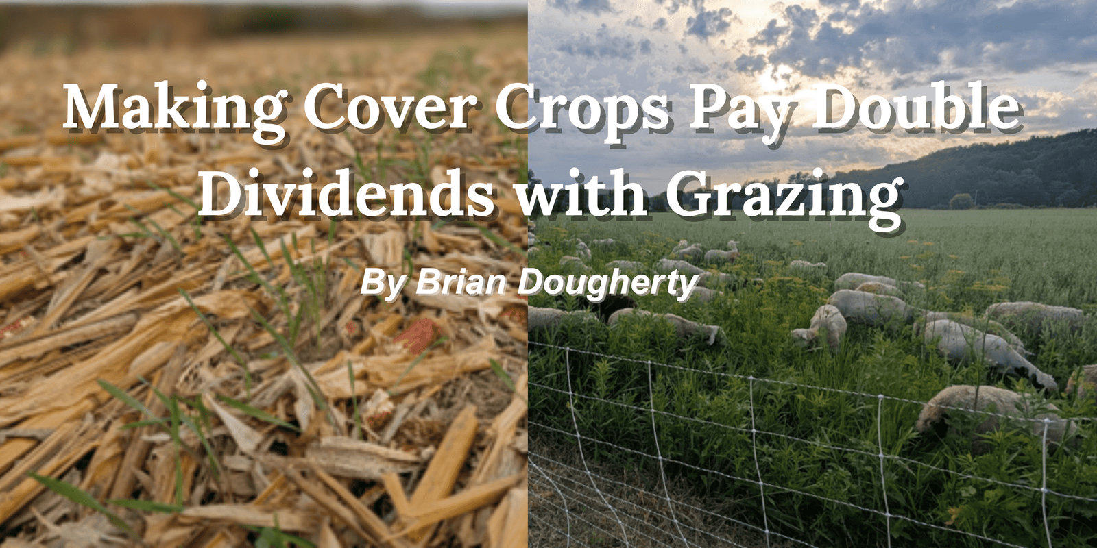Making Cover Crops Pay Double Dividends with Grazing (1)