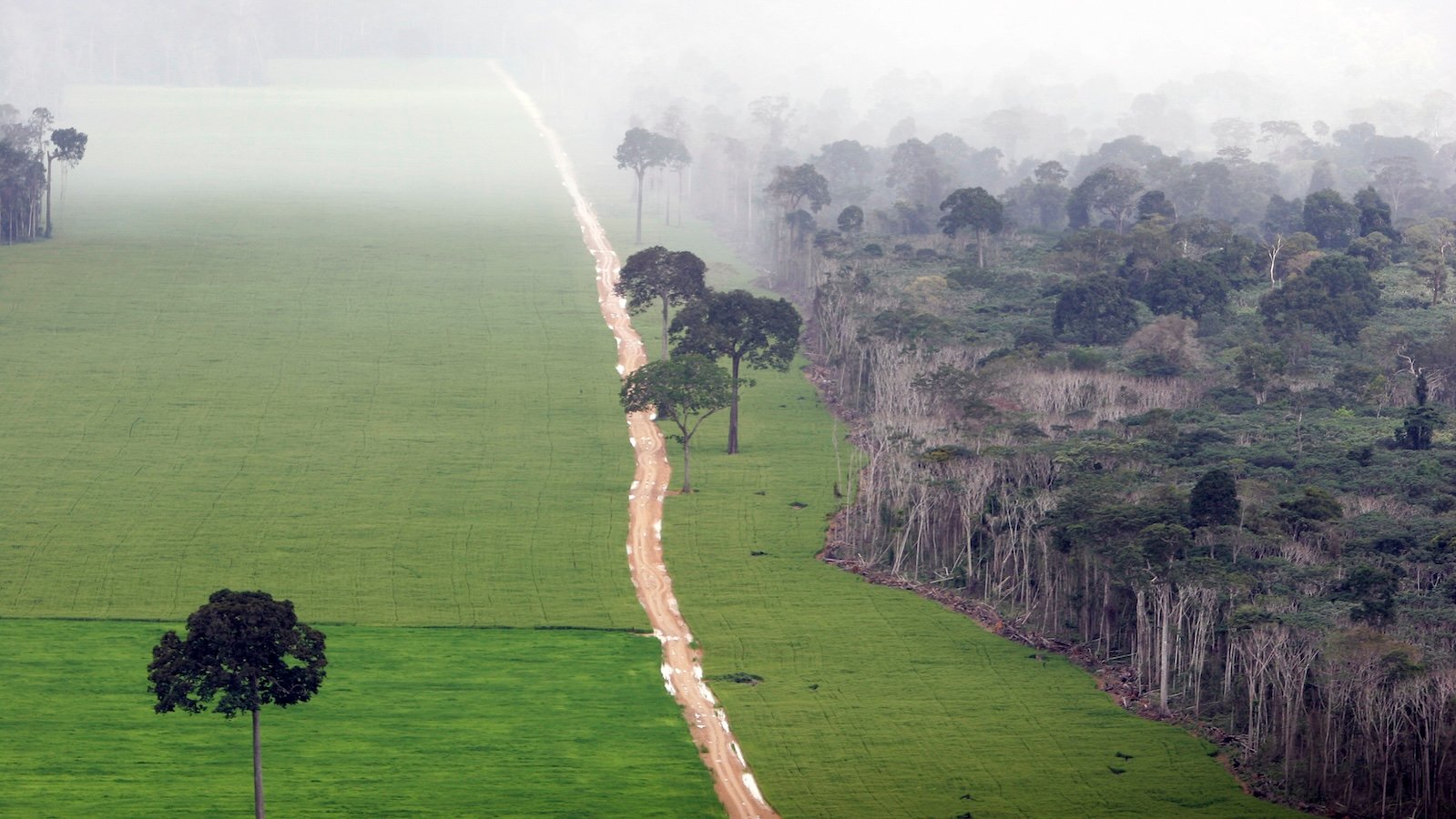 a dirt road separates forest from land cleared for agricultural production