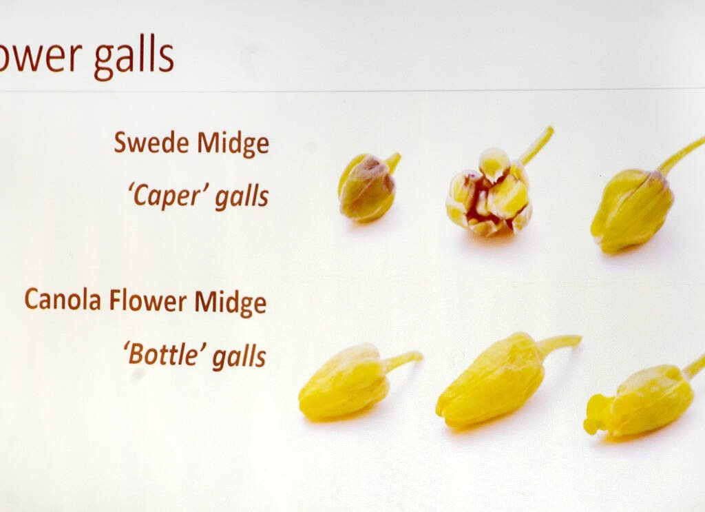 Swede midge and canola flower midge damage have two distinctive looks, with swede midge producing a 'caper" shaped gall, and canola flower midge creating a bottle-shaped gall. Image provided by Dr. Rebecca Hallett.