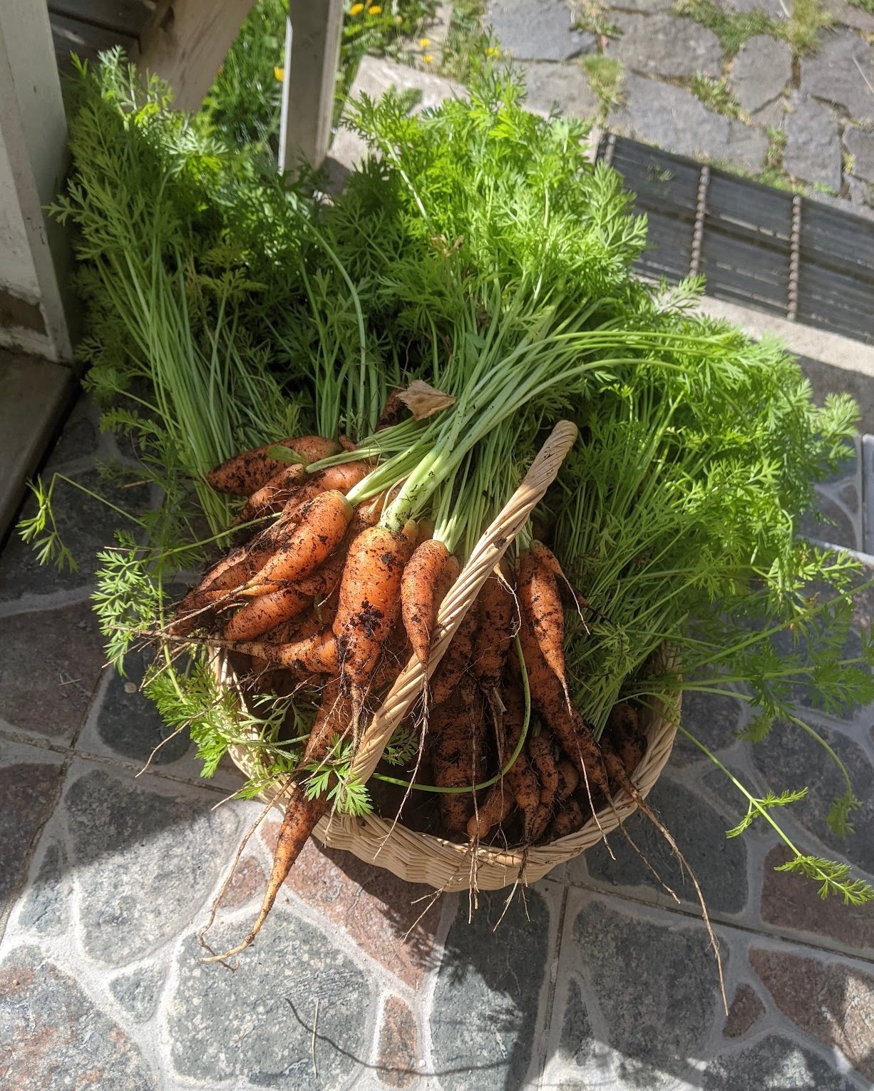 a bunch of carrots with the green tops and dirt as if just pulled from the garden