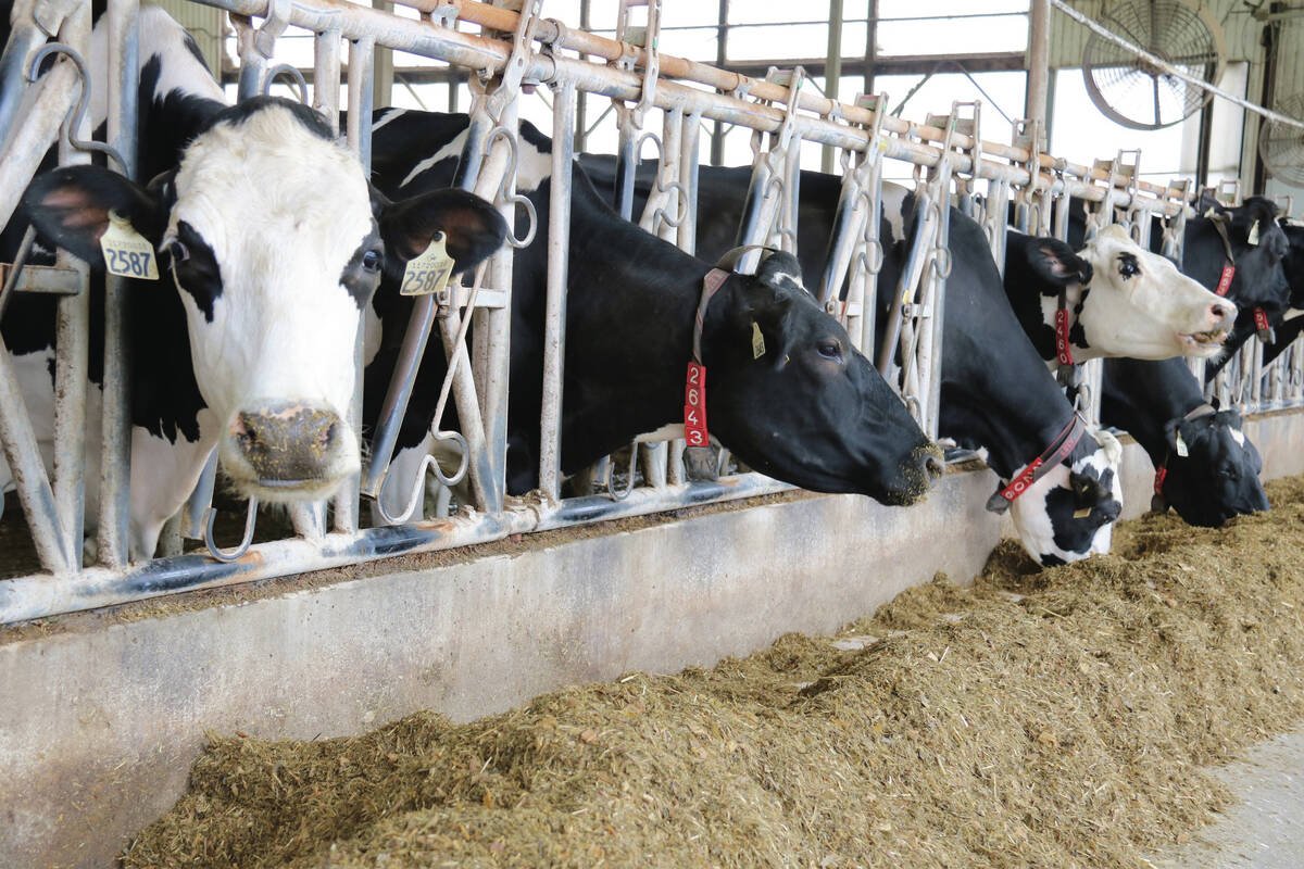 No Canadian dairy operations have been found infected with the bovine HPAI to date. Photo: John Greig