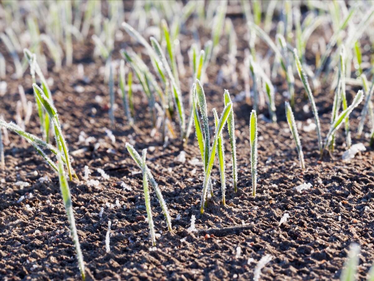 Recent Korean research suggests the possibility of developing synthetic molecules or biostimulants that could protect seedlings during extreme cold spells. Photo: ligora/iStock/Getty Images