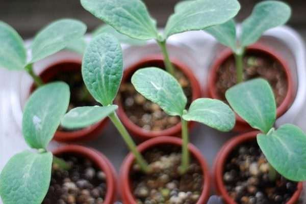 Green Seedlings