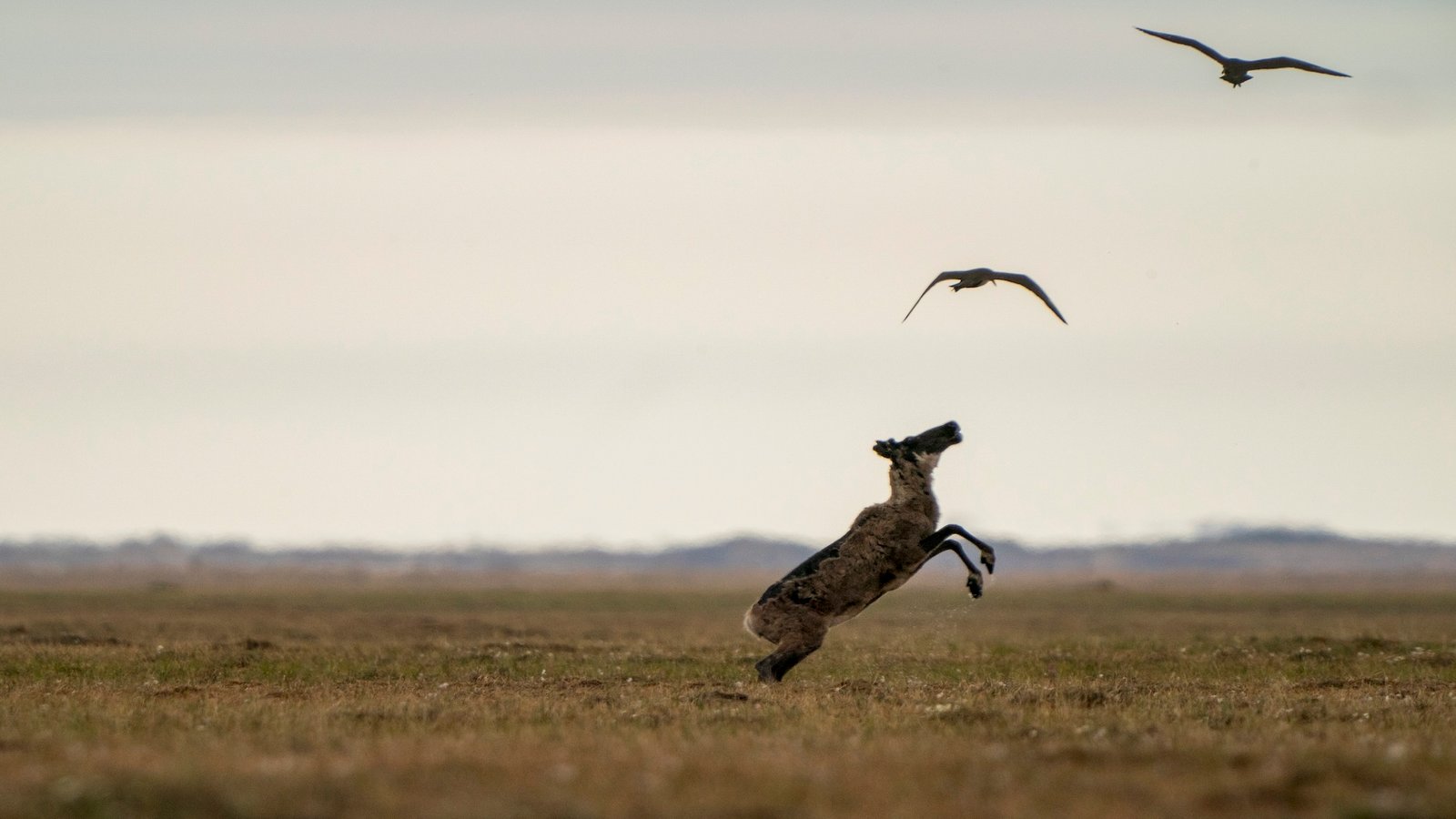 A caribou is reaching two birds above