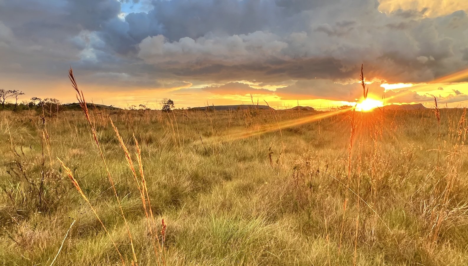 The cerrado is is Brazil’s second biggest biome, after its famous rainforest.