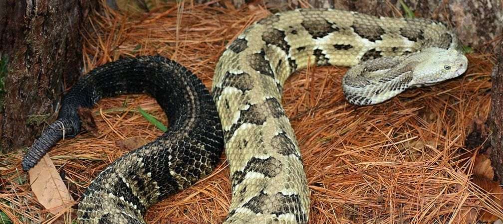 Timber rattlesnake, extirpated from Ontario,