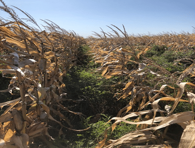 Corn and vetch residue