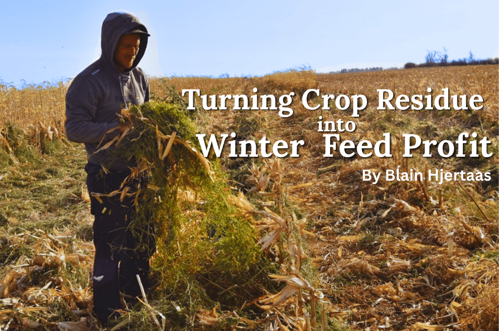Turning Crop Residue into feed