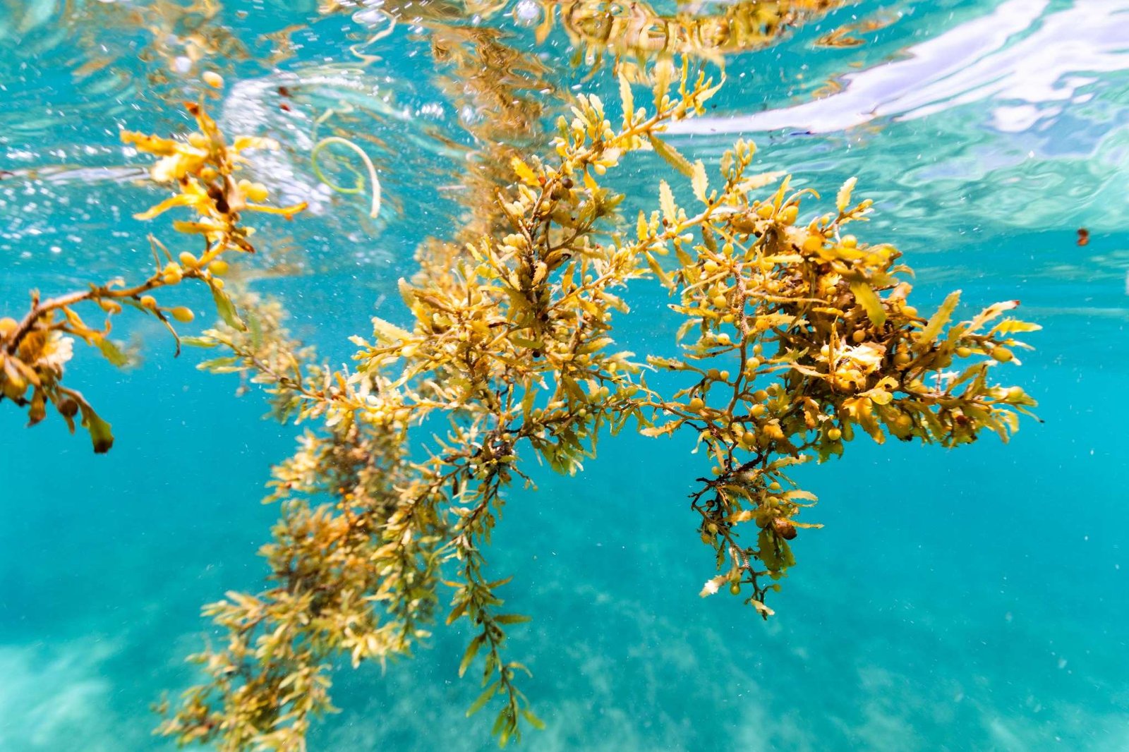 In this underwater shot, a few strands of a brownish-yellow algae floats in teal blue water. The algae looks like miniature seaweed, with little leaves and tiny balls.
