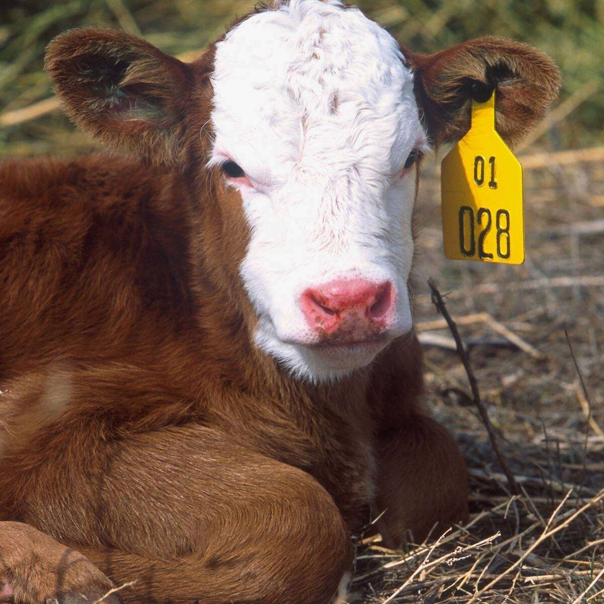 Vaccination with a coronavirus-rotavirus vaccine appears to have some efficacy in certain situations where neonatal respiratory disease in calves is a problem. Photo: Scott Bauer/ARS/USDA