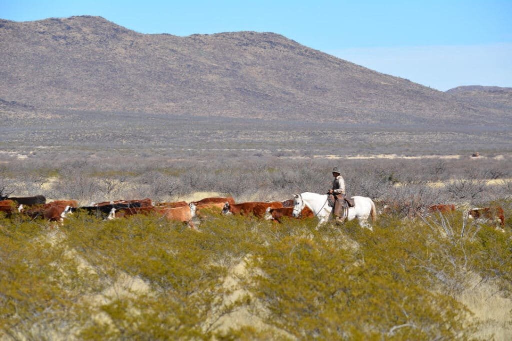 Cowboy with herd