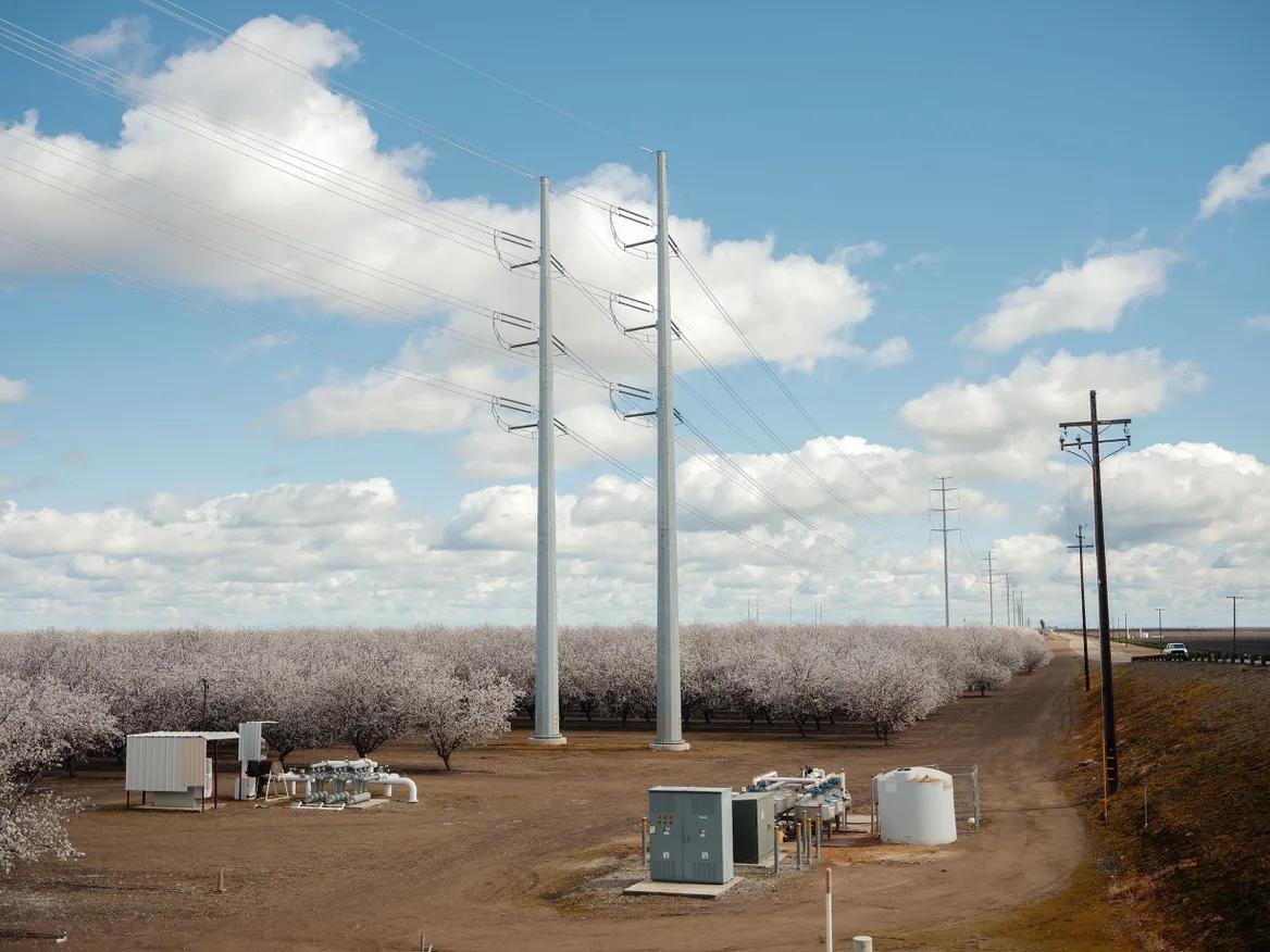 Blooming pink trees stand next to transmission lines