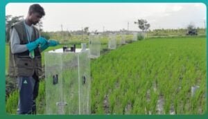 rice credits