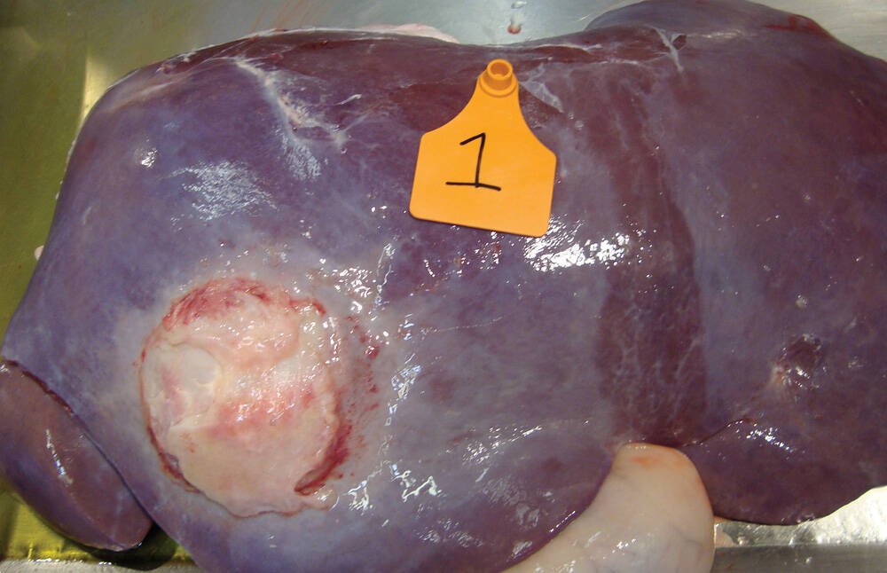 A beef liver with an abscess of this size would be rated A-plus and condemned, while livers with smaller abscesses may be downgraded to pet food use. Photo: University of Saskatchewan