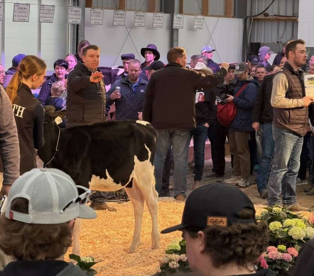 Callers look for bids during the 2026 Calves for a Cause sale held during the Canadian Dairy Xpo. Photo: John Greig