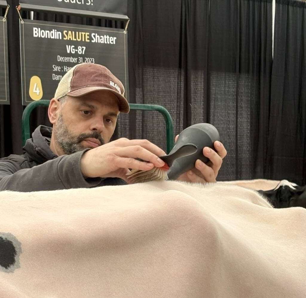 Jonathan Lehoux, marketing assistant and embryo sales assistant for Blondin Sires, precision grooms a cow at the Canadian Dairy XPO in Stratford. Photo: Sarah McGoldrick
