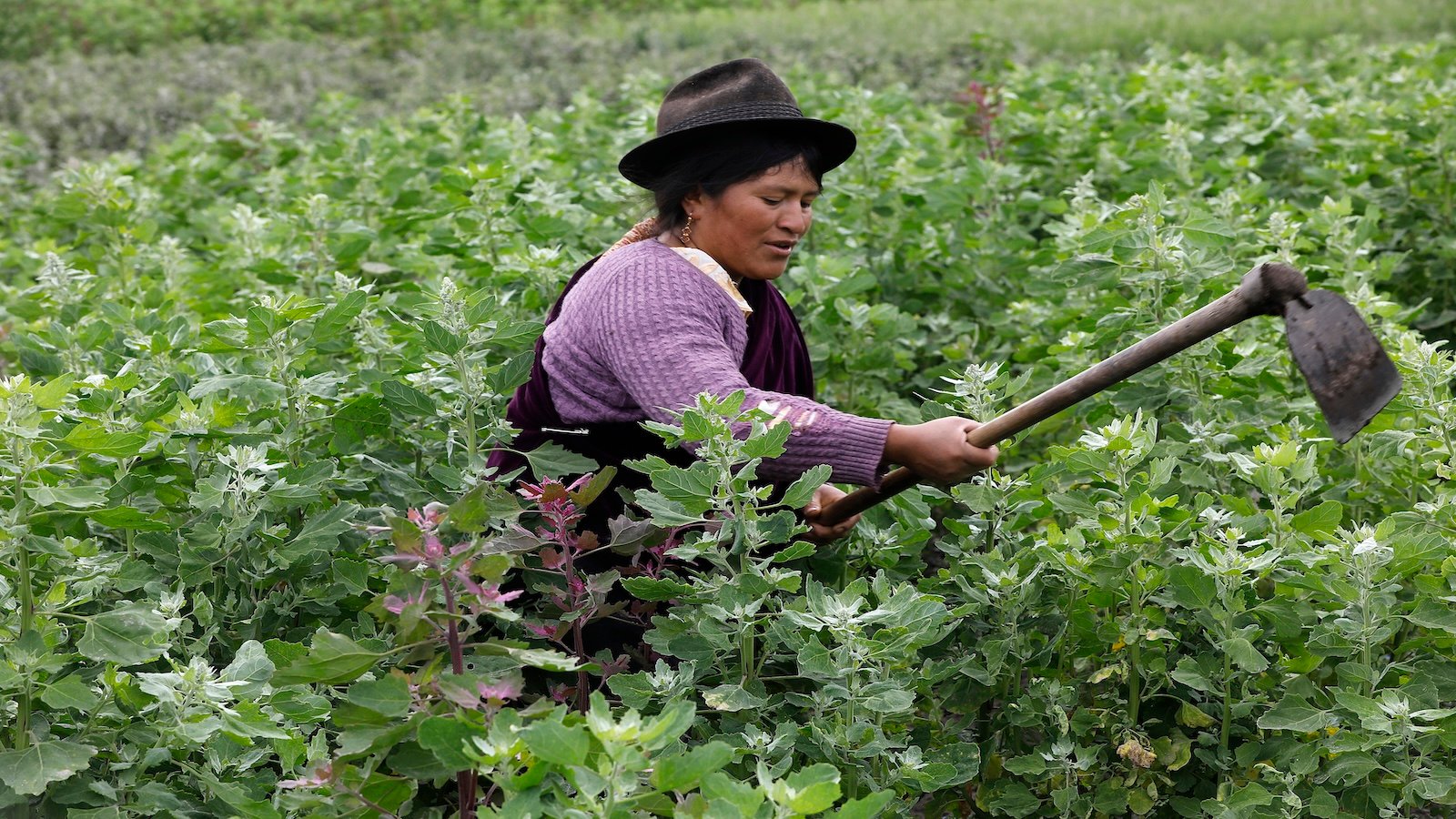 Woman working in field