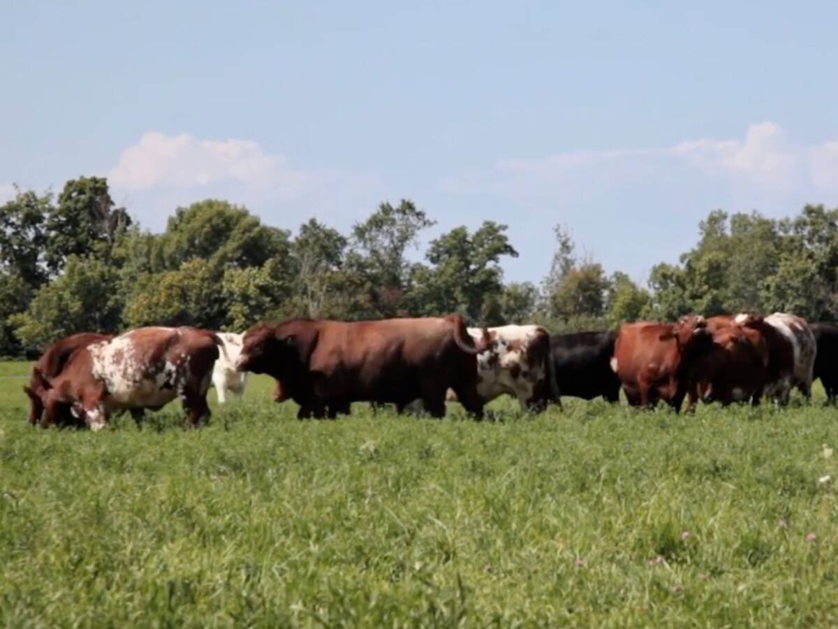 Jim and Birgit Martin have been marketing grass-finished Pure Island Beef produced on Ontario’s Manitoulin Island since the early 2010s. Photo: Pure Island Beef/Bailey Line Road video screengrab via YouTube