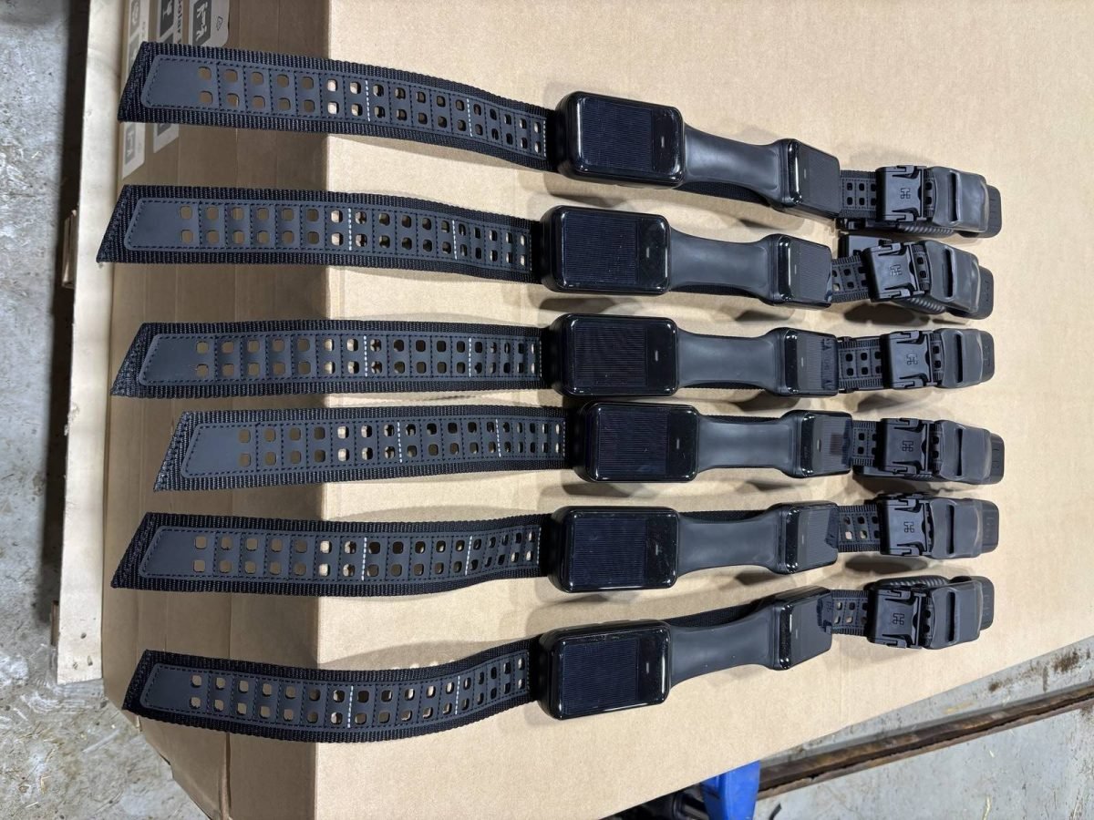 Halter collars deliver an audible tone and mild shock, providing virtual fencing for the cattle wearing them. Photo: Mike Hittinger