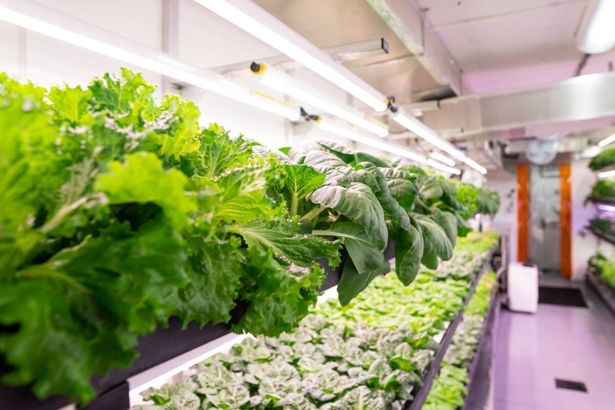 Leafy greens growing in a Growcer system. Photo: Courtesy Growcer