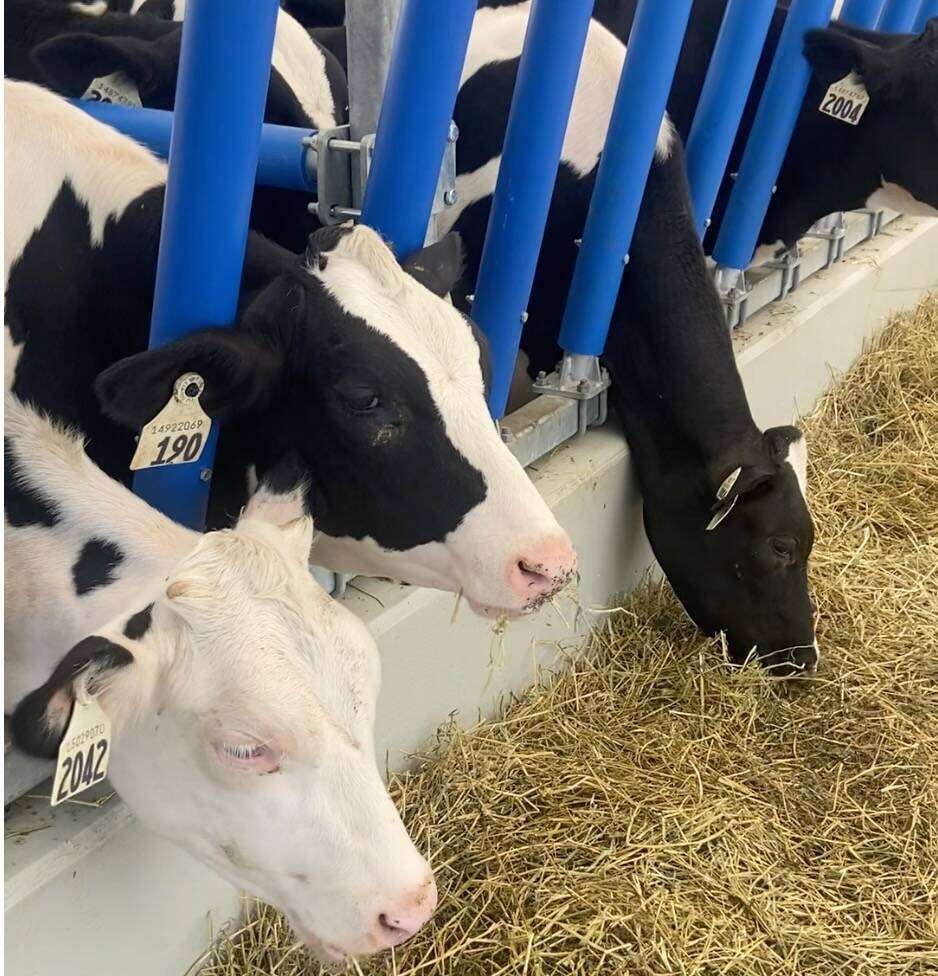 Canadian Holstein calves eating at a feed bunk. Photo: John Greig
