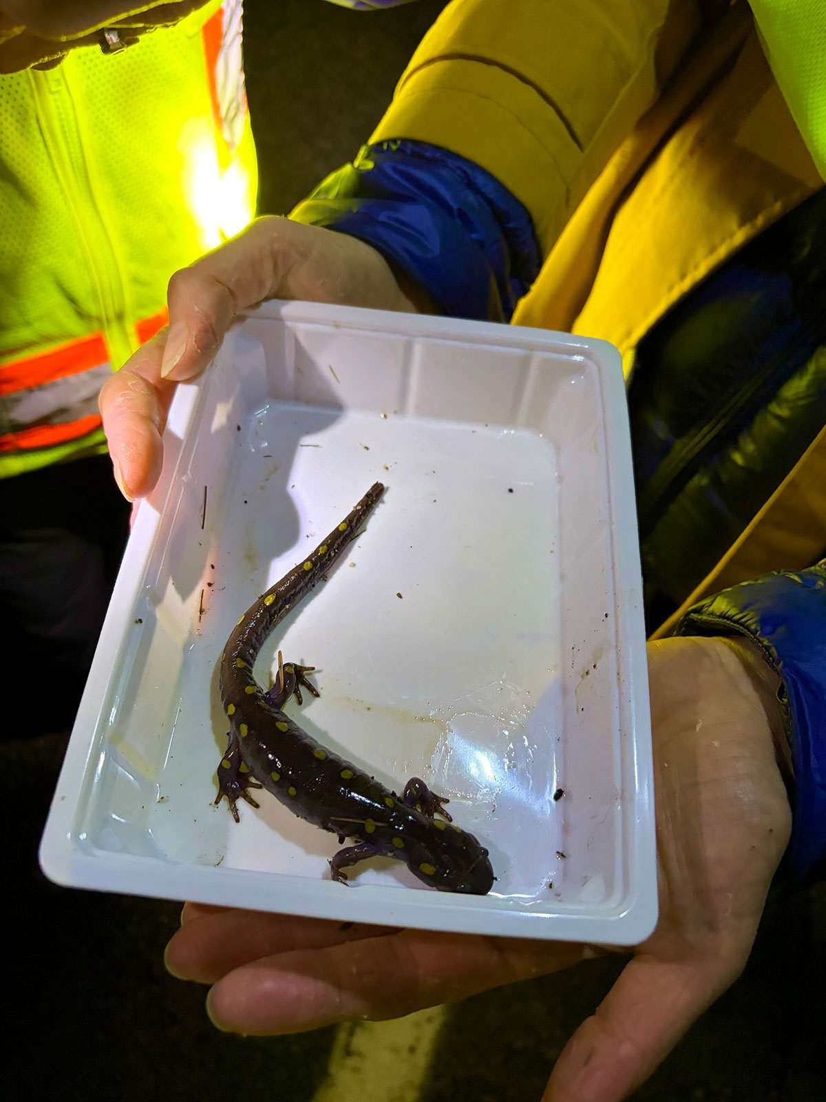 Volunteers hold a yellow spotted salamander after ferrying it across the road in Cumberland, Maine.