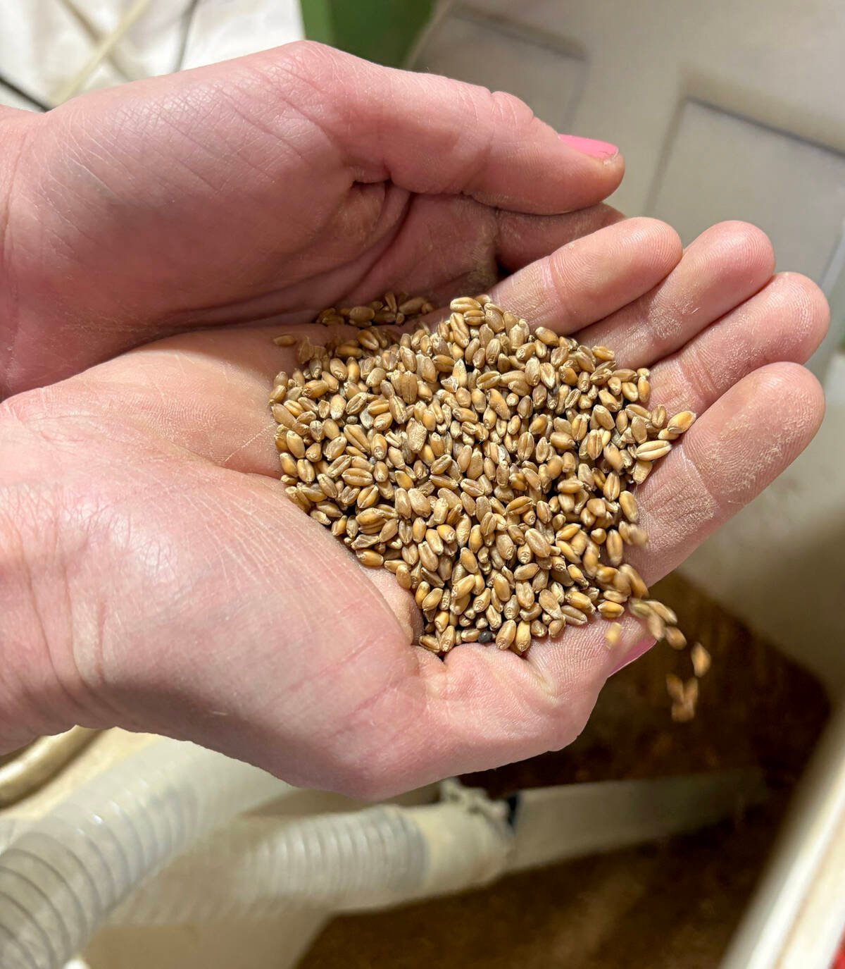 Organic hard red spring wheat berries ready to be ground into flour at 1847 Stone Milling near Fergus, Ont. Photo: Diana Martin