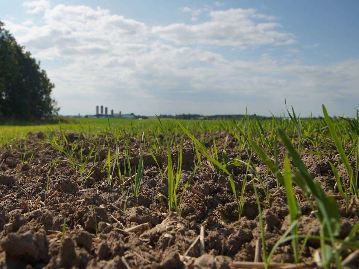 Winter wheat near Woodstock, Ont. in September 2024. Ontario’s 2026 winter wheat harvest is forecast to come in at 2.5 million tonnes, down from 2.9 million last year. Photo: John Greig
