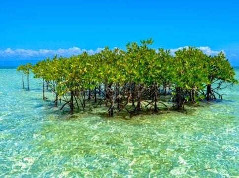 Philippines Taps Blue Carbon and Biodiversity Credits to Protect Coasts and Climate