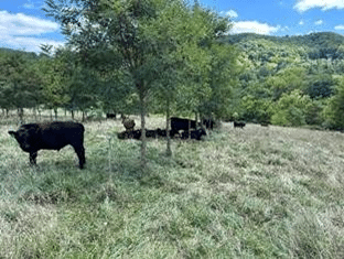 cattle grazing under trees