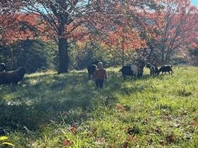 Silvopasture goats and sheep