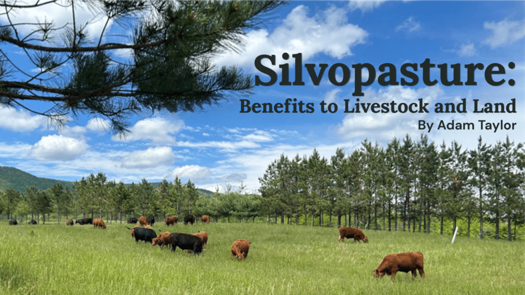 Silvopasture Benefits to Livestock and Land