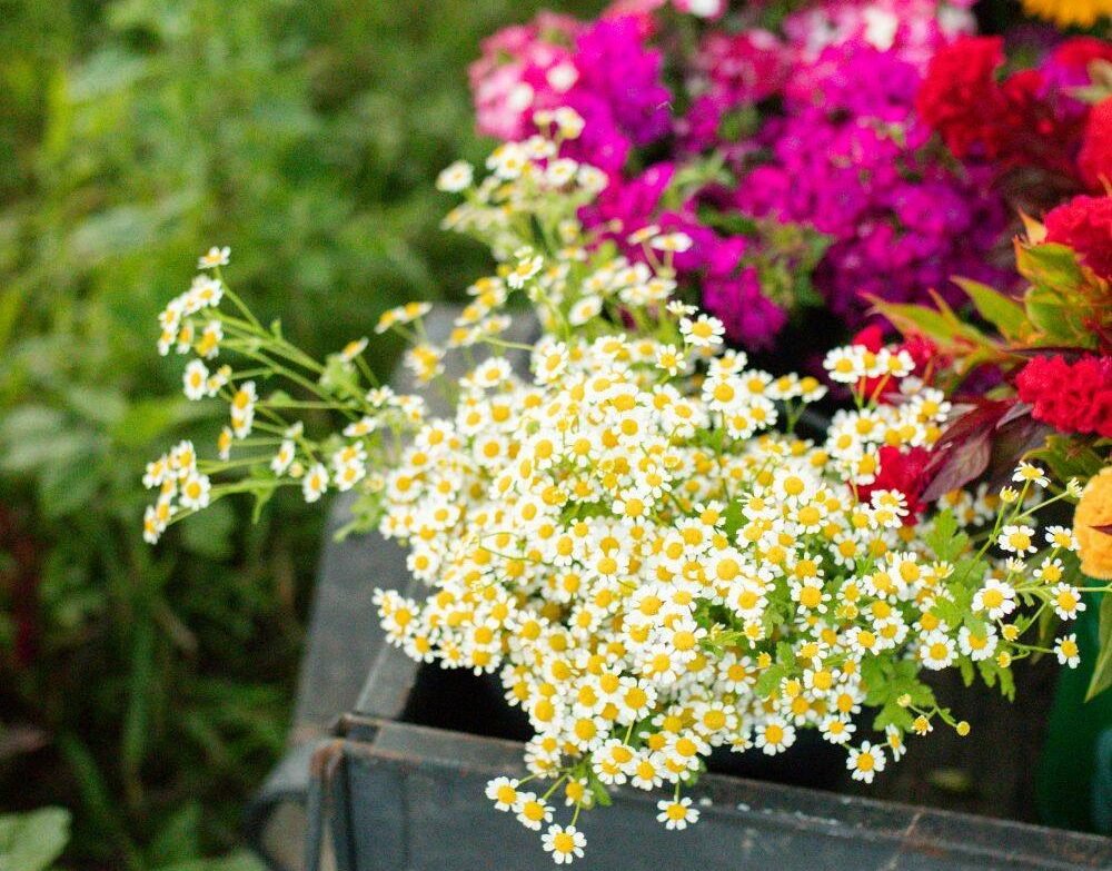 A flower bouquet in a wheelbarrow in the Harris flower field. Photo: Erin Grace Photography Erin Grace Photography