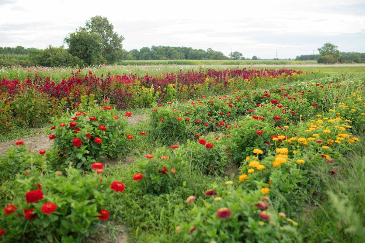 The Harris farm grows more than 40 varieties of flowers, including bulbs, annuals, perennials and flowering branches. Photo: Erin Grace Photography Erin Grace Photography