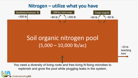 Soil organic nitrogen pool