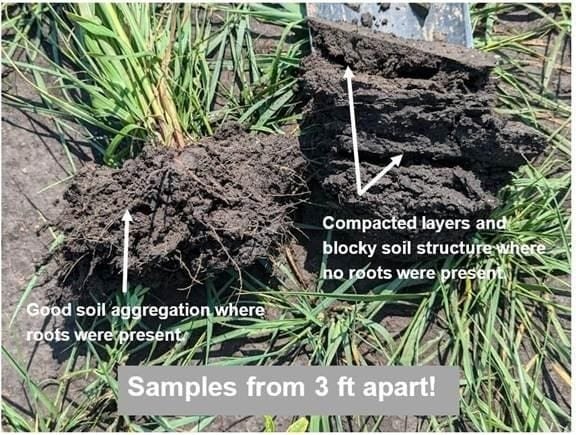 Good soil vs compacted