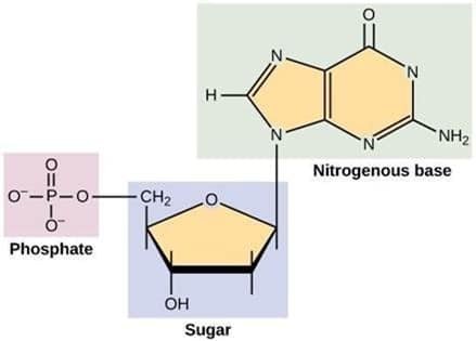 Nucleotide