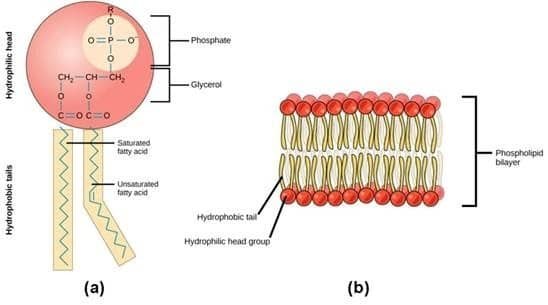 Phospholipid
