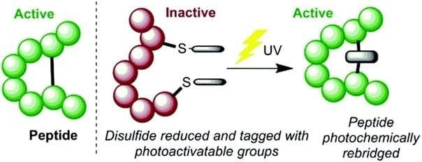 Disulfide Bridges